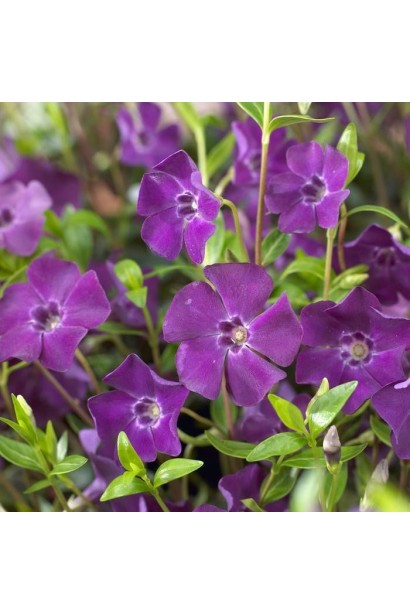 Барвінок малий Атропурпуреа фіолетовий